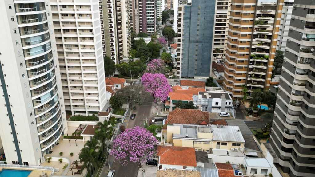 Temporada dos ipês começa em Campinas e colore o município com flores até novembro temporada-dos-ipes-comeca-em-campinas-e-colore-a-cidade-com-flores-ate-novembro